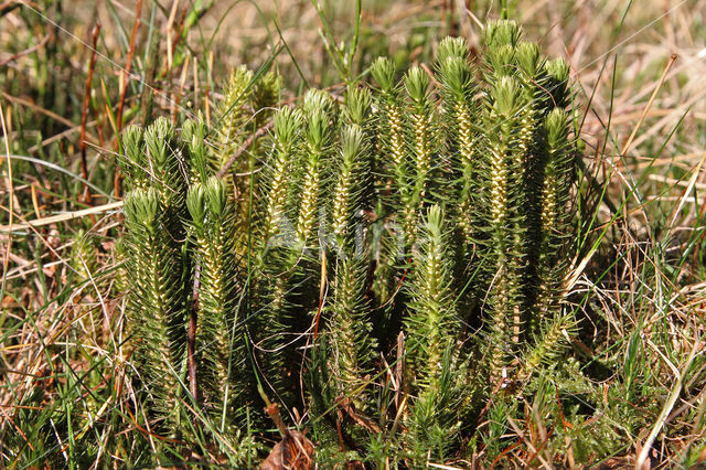 Fir Clubmoss (Huperzia selago)