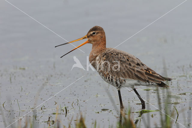 Black-tailed Godwit (Limosa limosa)