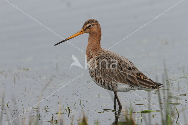 Black-tailed Godwit (Limosa limosa)