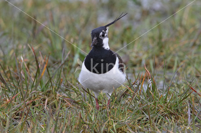 Lapwing (Vanellus vanellus)