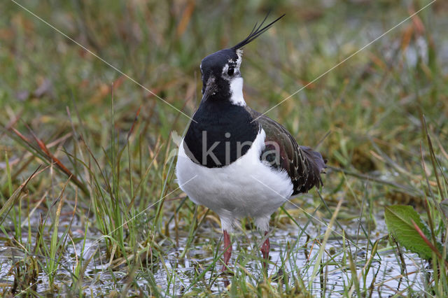 Lapwing (Vanellus vanellus)