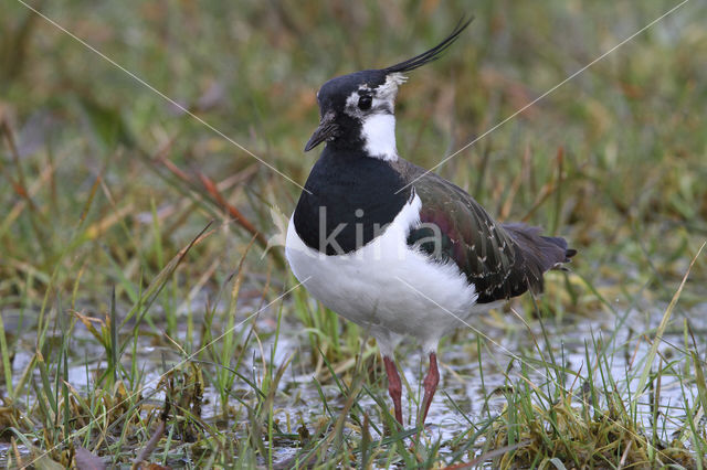 Lapwing (Vanellus vanellus)