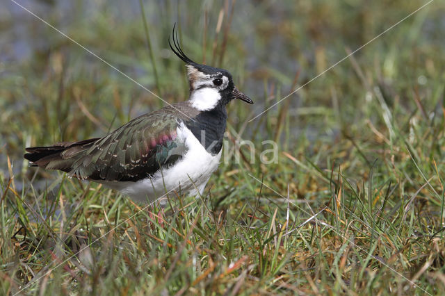 Lapwing (Vanellus vanellus)