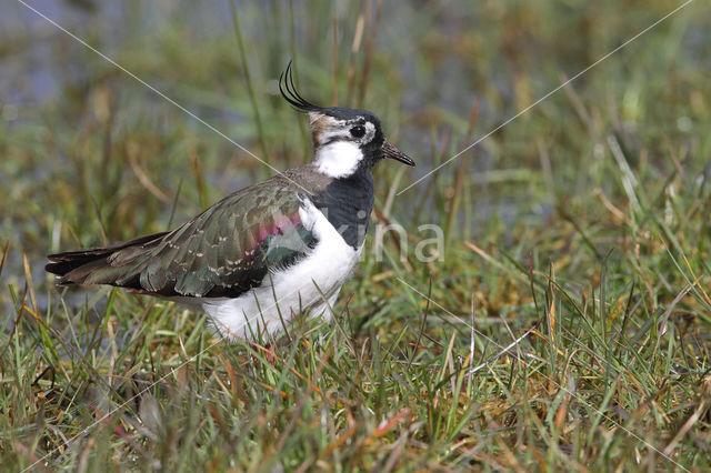 Lapwing (Vanellus vanellus)