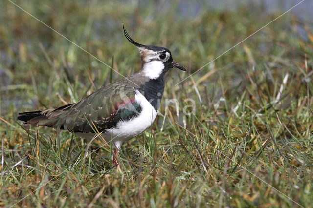 Lapwing (Vanellus vanellus)