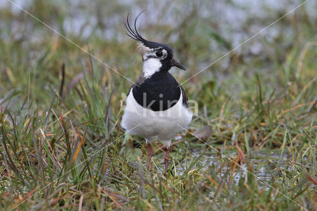 Kievit (Vanellus vanellus)