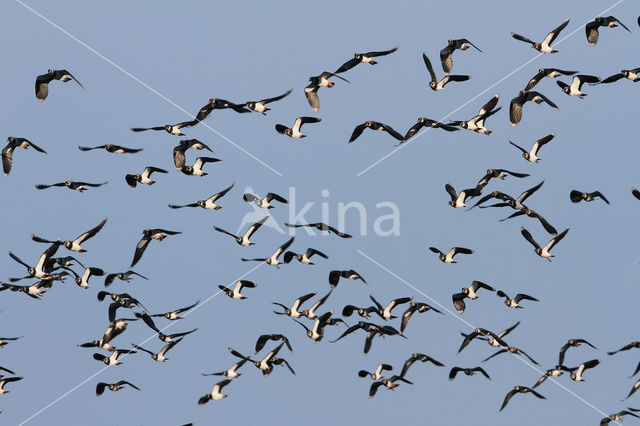 Lapwing (Vanellus vanellus)