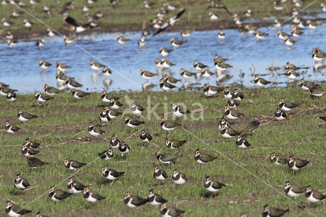 Kievit (Vanellus vanellus)