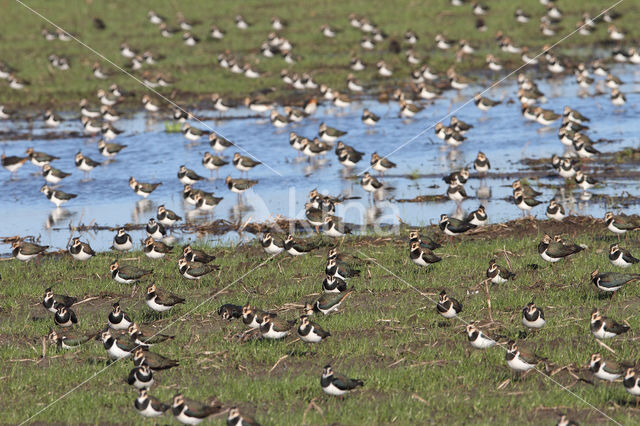 Kievit (Vanellus vanellus)