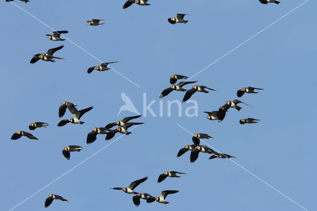 Lapwing (Vanellus vanellus)