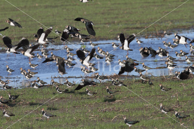 Lapwing (Vanellus vanellus)