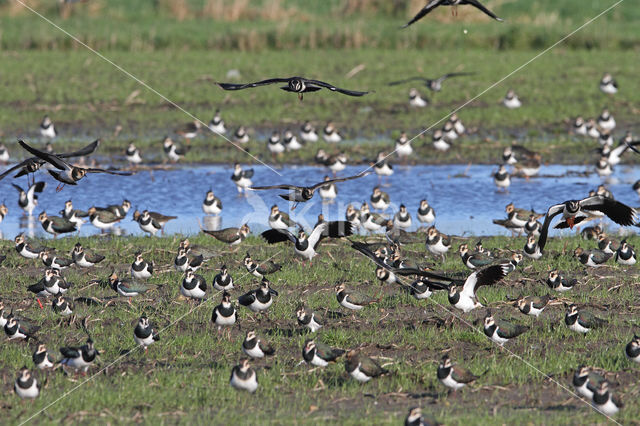 Kievit (Vanellus vanellus)