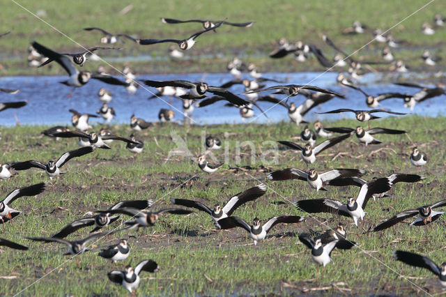 Kievit (Vanellus vanellus)