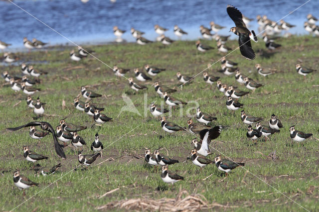 Kievit (Vanellus vanellus)