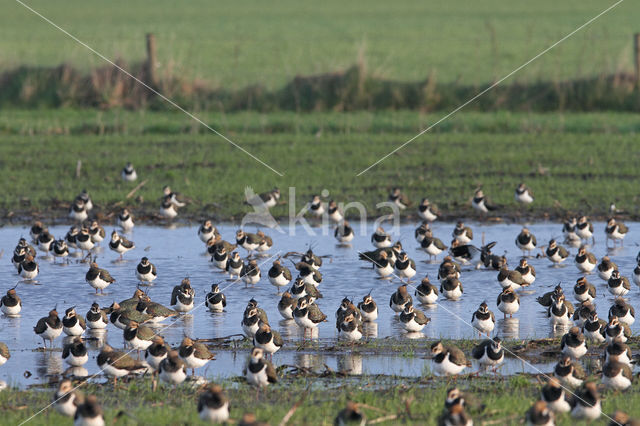 Lapwing (Vanellus vanellus)
