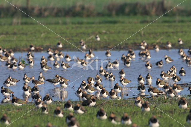 Lapwing (Vanellus vanellus)