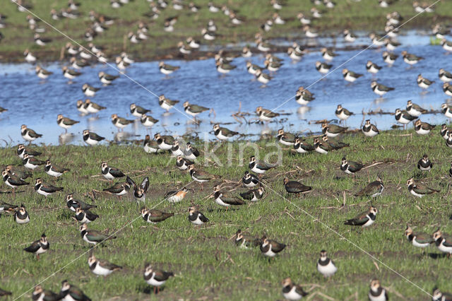 Kievit (Vanellus vanellus)