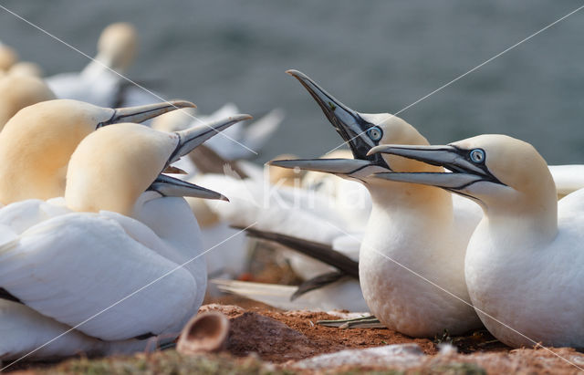 Northern Gannet (Morus bassanus)