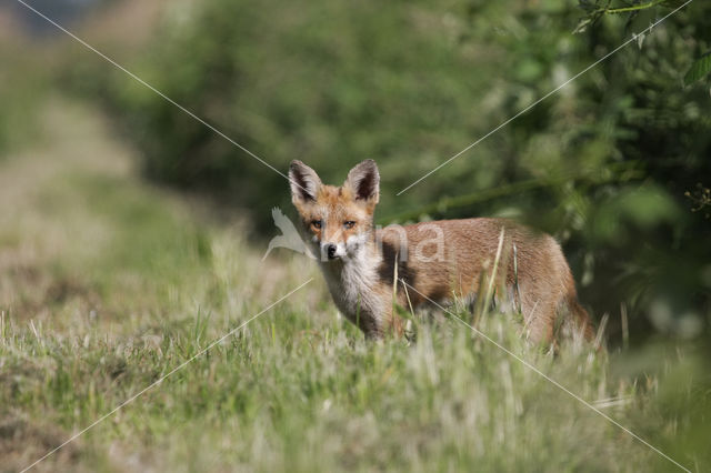 Fox (Vulpes vulpes)