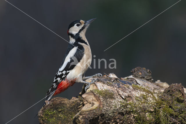 Grote Bonte Specht (Dendrocopos major)