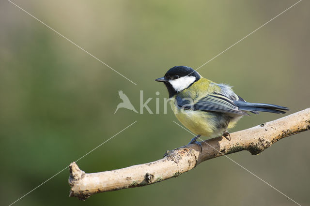 Great Tit (Parus major)