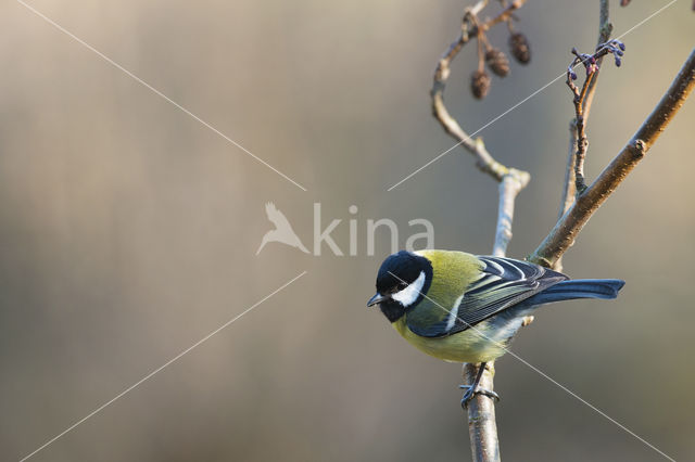 Koolmees (Parus major)