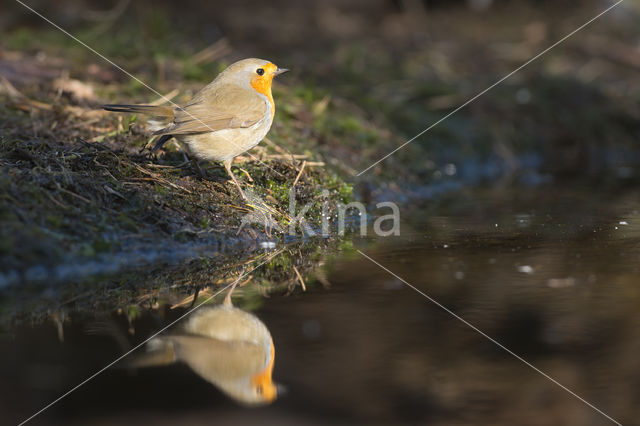 European Robin (Erithacus rubecula)