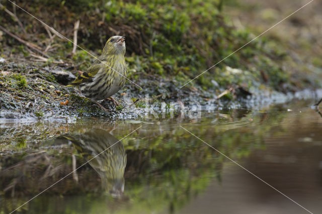 Sijs (Carduelis spinus)