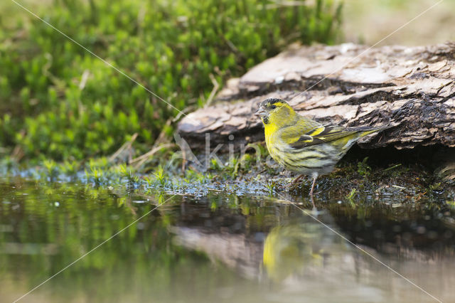 Eurasian Siskin (Carduelis spinus)