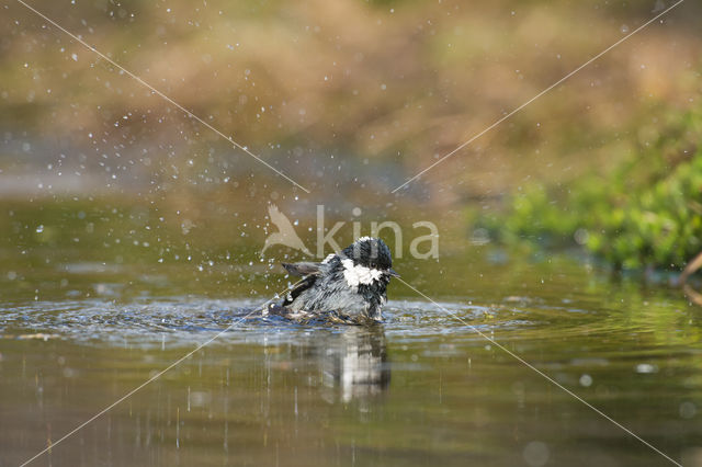 Zwarte Mees (Parus ater)