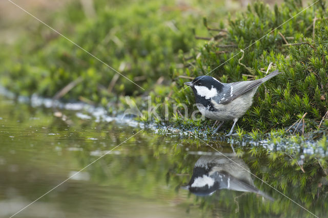 Zwarte Mees (Parus ater)