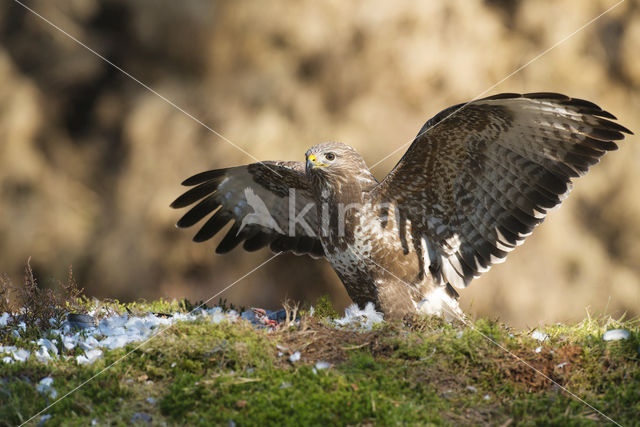 Common Buzzard (Buteo buteo)