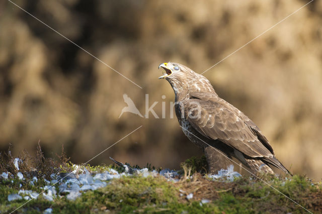 Common Buzzard (Buteo buteo)