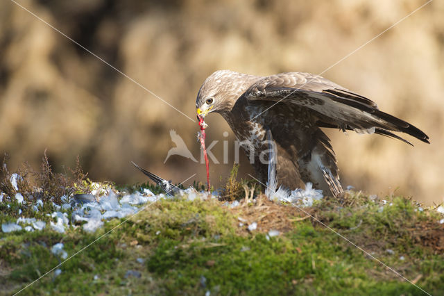 Common Buzzard (Buteo buteo)