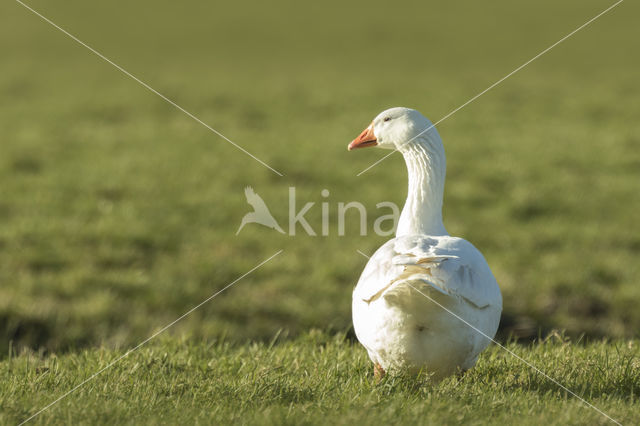 goose (Anser spec.)