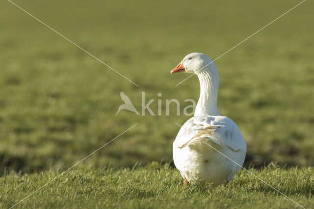 Boerengans (Anser spec.)