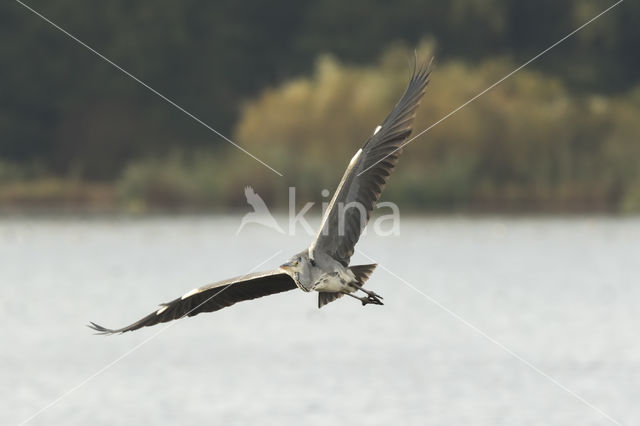 Blauwe Reiger (Ardea cinerea)