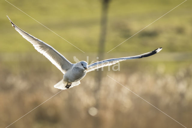 Zilvermeeuw (Larus argentatus)