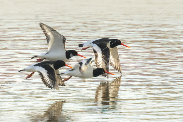 Scholekster (Haematopus ostralegus)