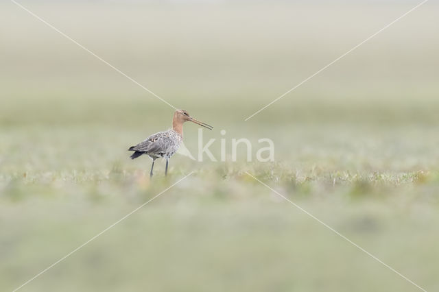 Black-tailed Godwit (Limosa limosa)