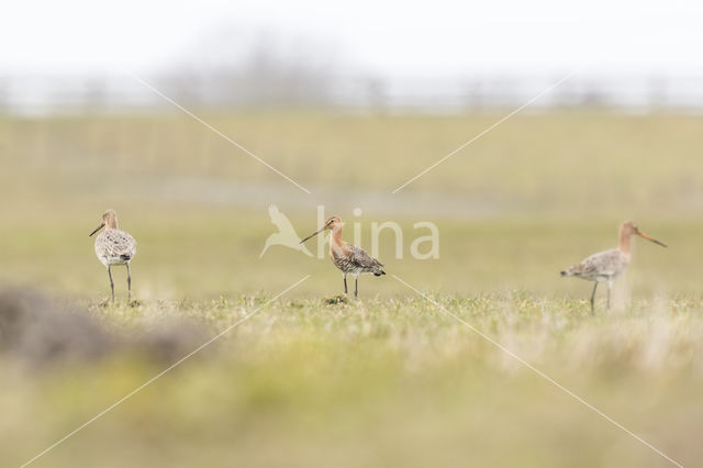 Black-tailed Godwit (Limosa limosa)