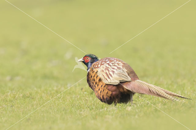 Ring-necked Pheasant (Phasianus colchicus)