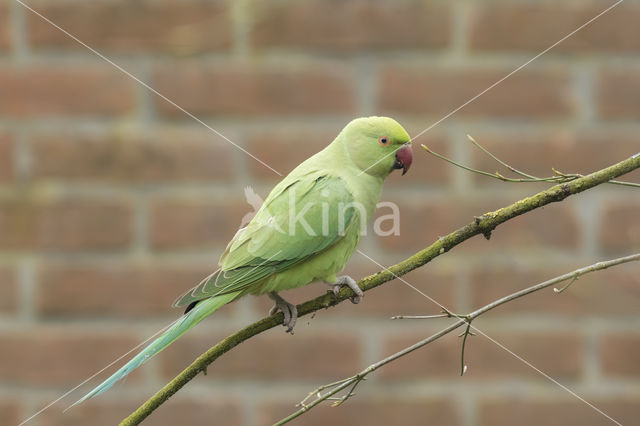 Halsbandparkiet (Psittacula krameri)