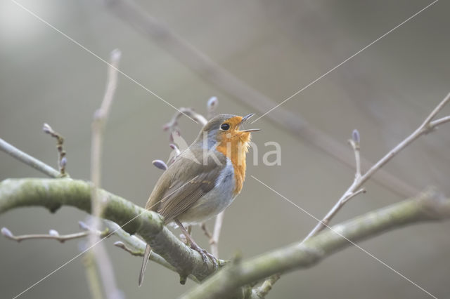 European Robin (Erithacus rubecula)