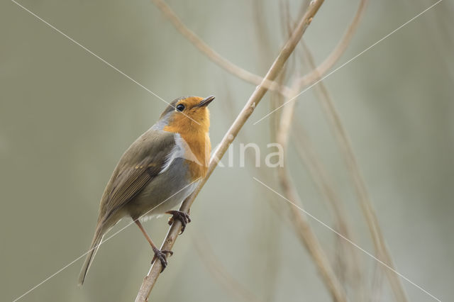 European Robin (Erithacus rubecula)