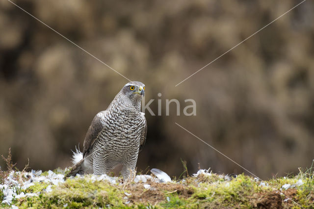 Goshawk (Accipiter gentilis)