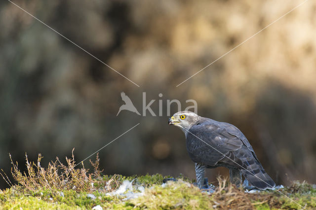 Havik (Accipiter gentilis)