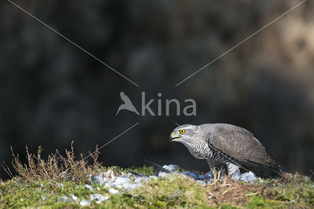 Havik (Accipiter gentilis)