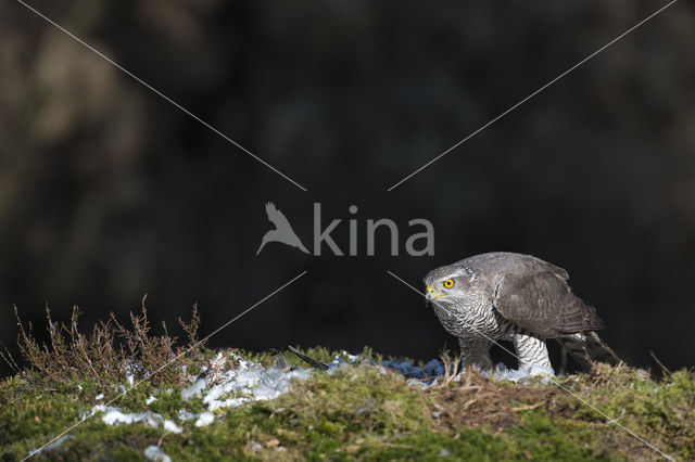 Havik (Accipiter gentilis)