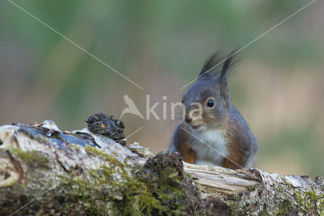 Red Squirrel (Sciurus vulgaris)